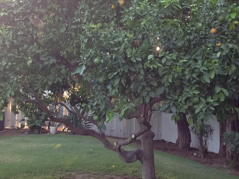 Park-like Backyard with plenty of Fruit Trees