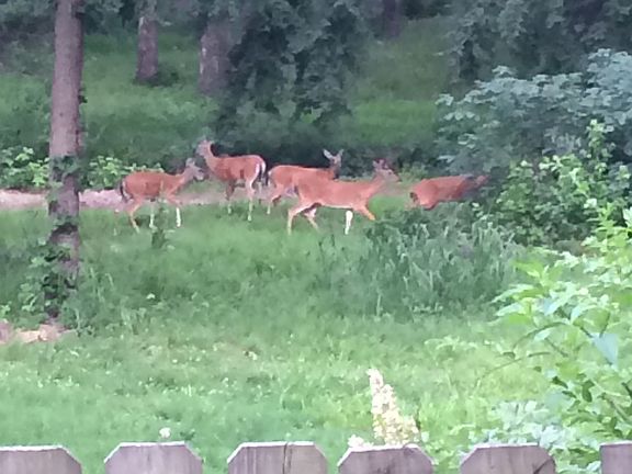Woods w/ deer behind house