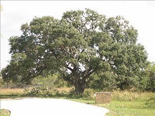 3rd image of 822 Oak Bluff Trl