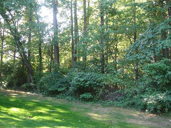 view of the woods