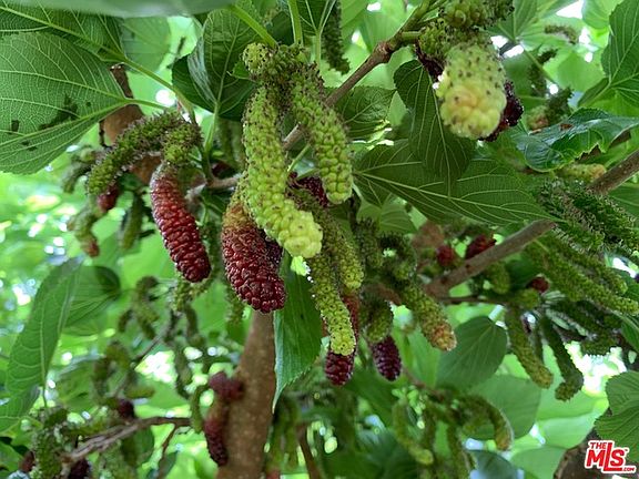 2nd image of 45220 Los Gatos Rd