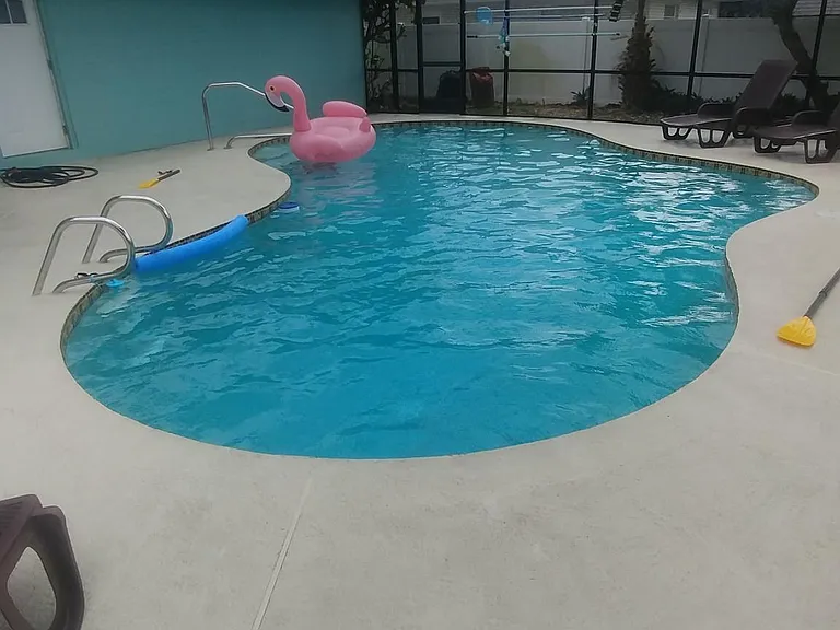 Swan in the pool
