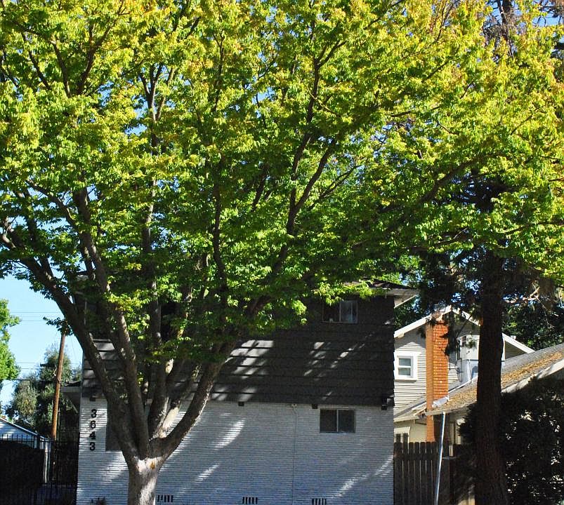 situated on a quiet, tree-lined street in North Oak Park
