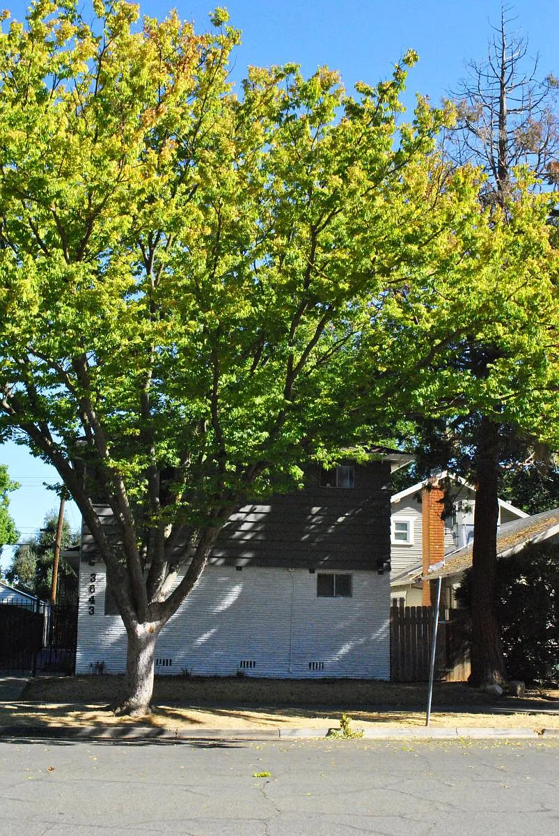 Tree-lined street. - 3643 1st Ave #1