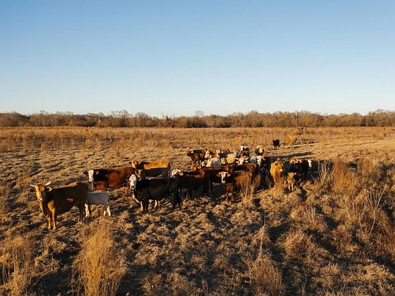 <p>Current cattle operation.</p>