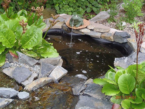 Fish Pond