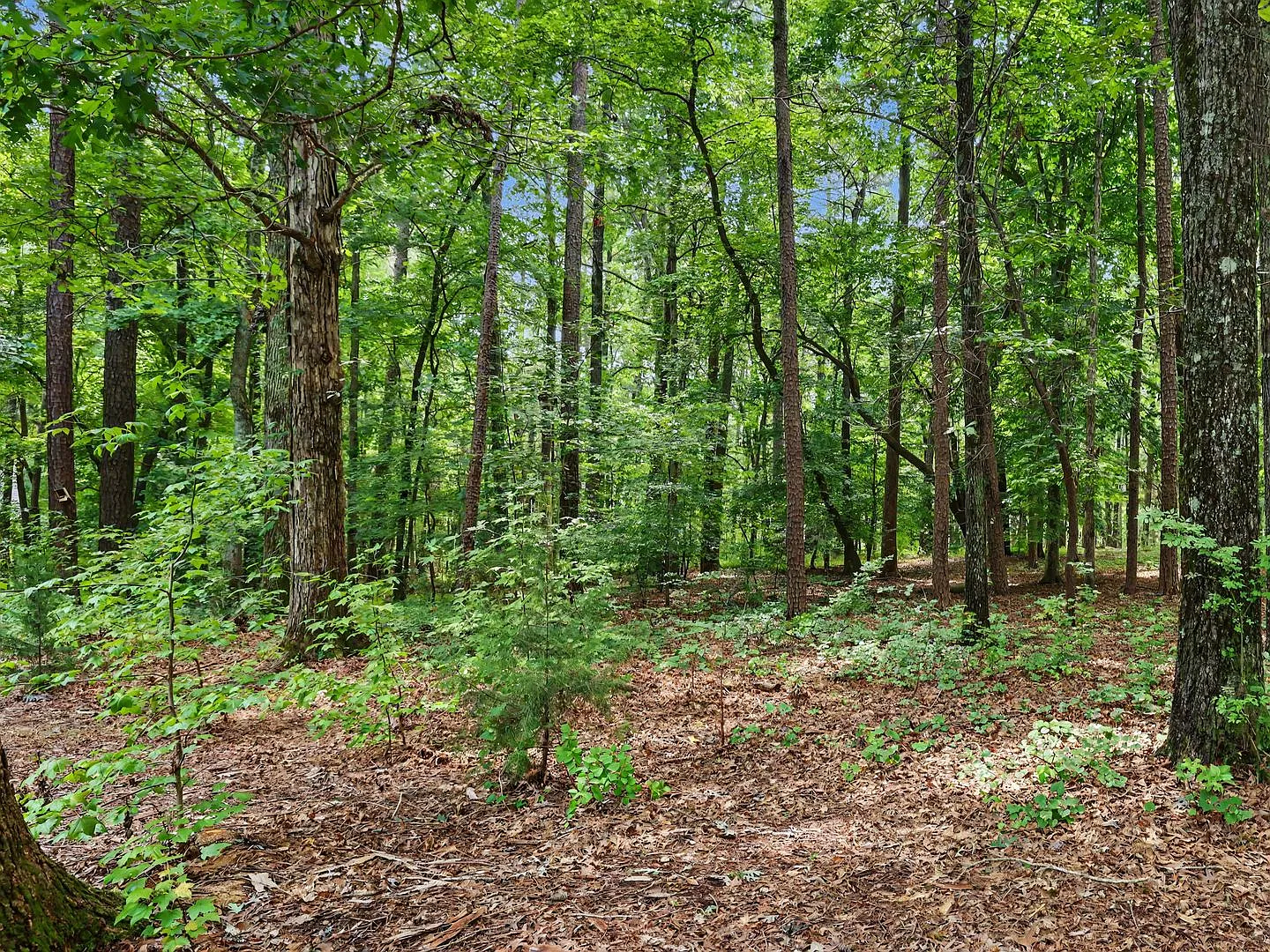 3-Bedroom Ranch on 1 Acre with Screened Porch and 2-Car Garage — Photo 4