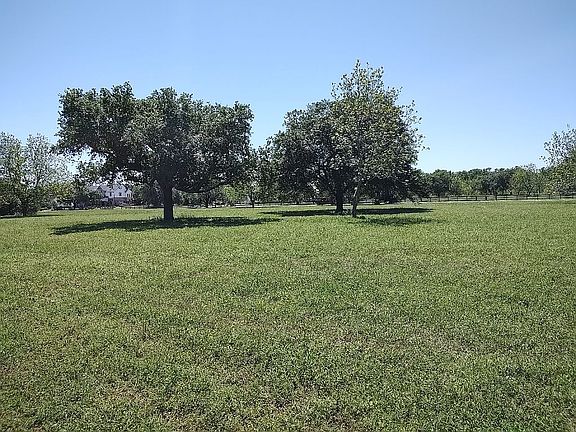 Live Oaks in Center of Lot