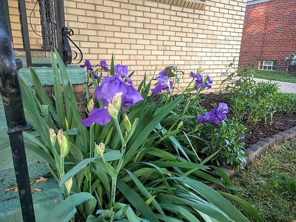Gorgeous Mature Irises