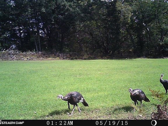 3rd image of N Cottonwood Ave