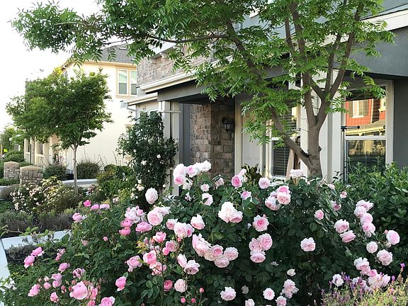 Front of the house with lovely rose bushes and lavender