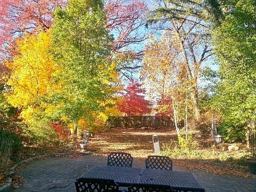 Backyard (from door to basement suite)