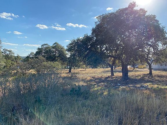 Big Live Oaks