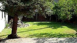 backyard with fruit trees