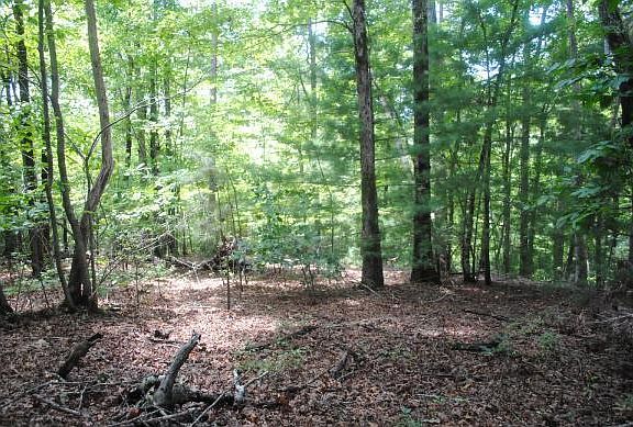 4th image of 1368 Mountain Creek Hollow Dr