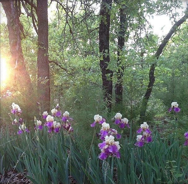 lovely views, spring flowers