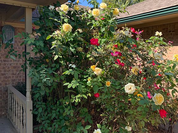 Beautiful blooming roses next to the front door!