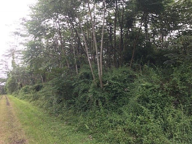2nd image of Paradise Rd