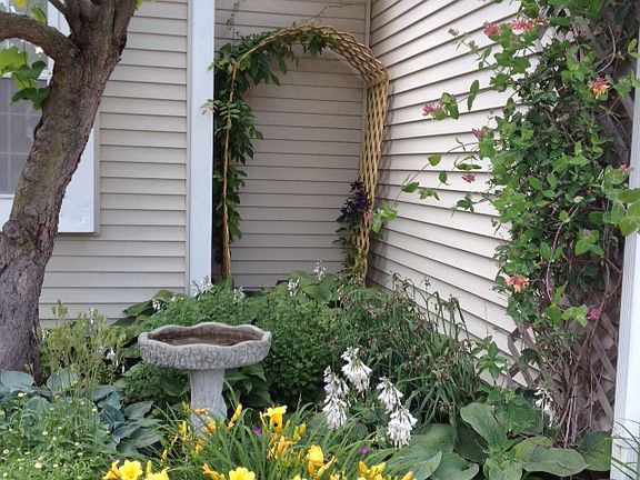 alcove perennials 