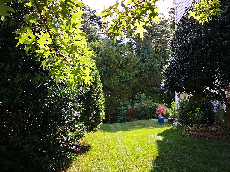 Backyard