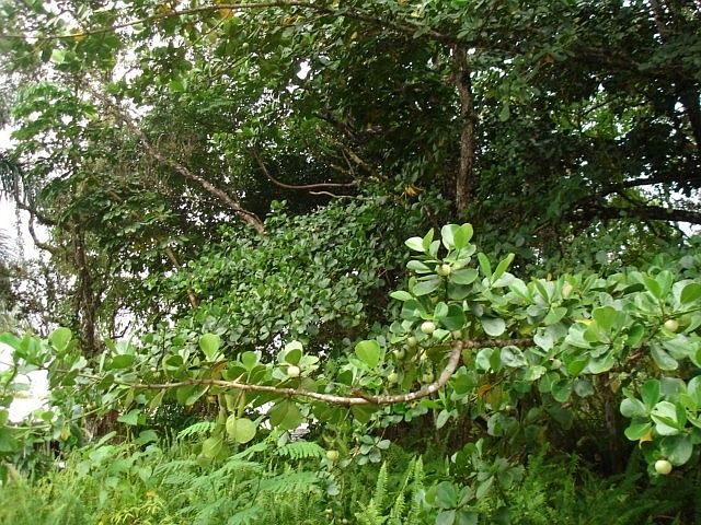 2nd image of Maiko St Lot 852