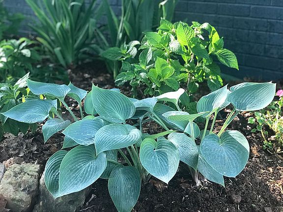 Blue hosts, hydrangea