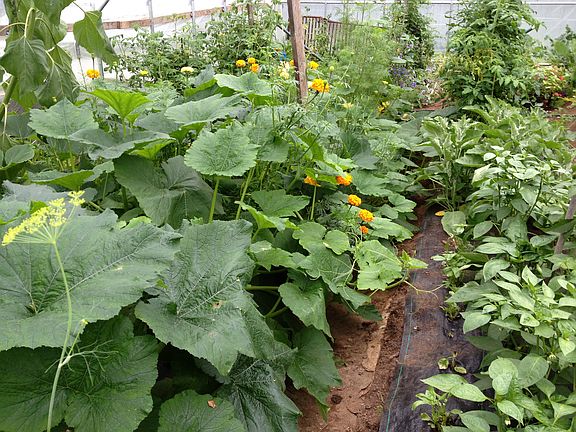 High Tunnel garden