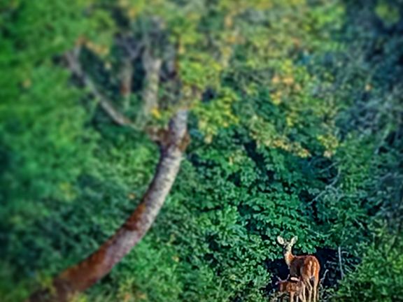 Deer near the creek! 