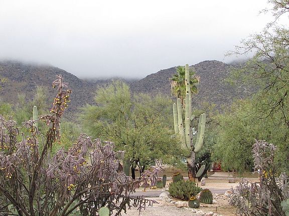 Front Yard