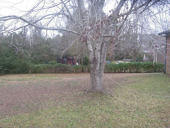 tree in the back yard