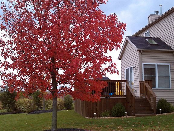 Nice back yard with mature trees