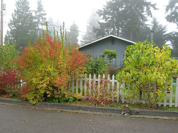 Fall color