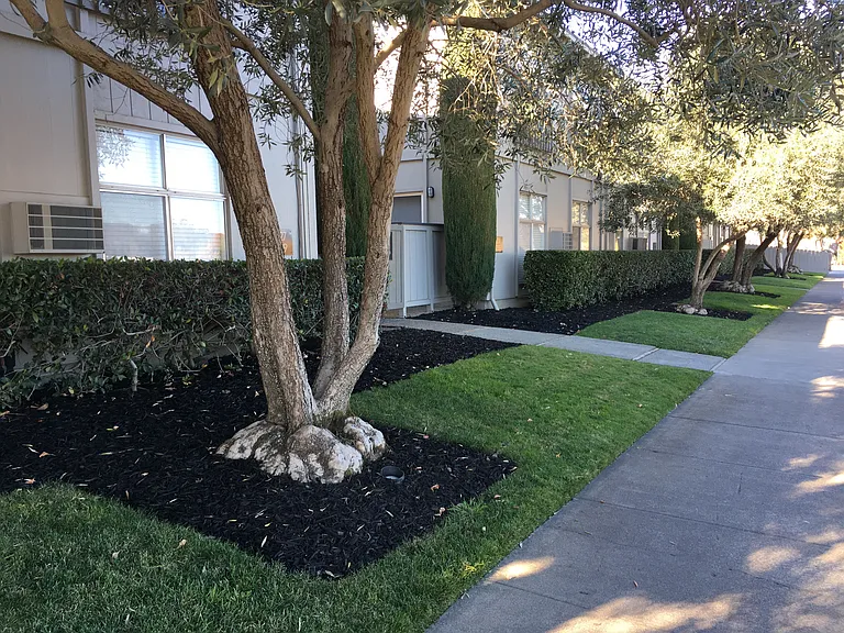 Olive Tree Apartments — Photo 28