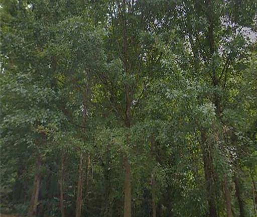 5th image of 5525 Claire Rose Ln Lot 19