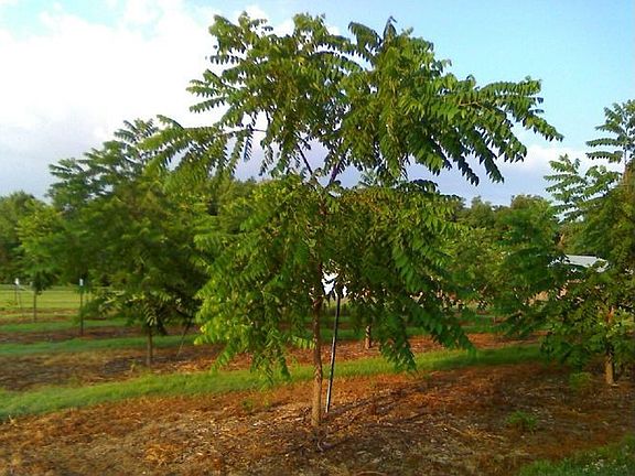 Walnut Trees