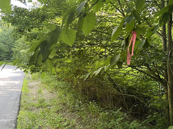 5th image of One Hundred Acre Wood Road