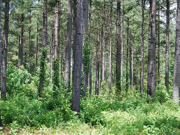 Planted mature pines