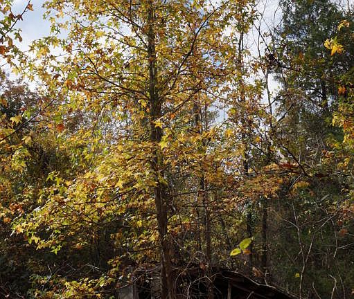 2nd image of 932 County Road 3883