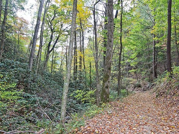 4th image of 73 Five Acres Dogwood Stand
