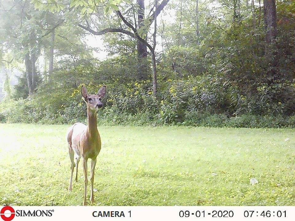 1st image of 937 Luray Rd