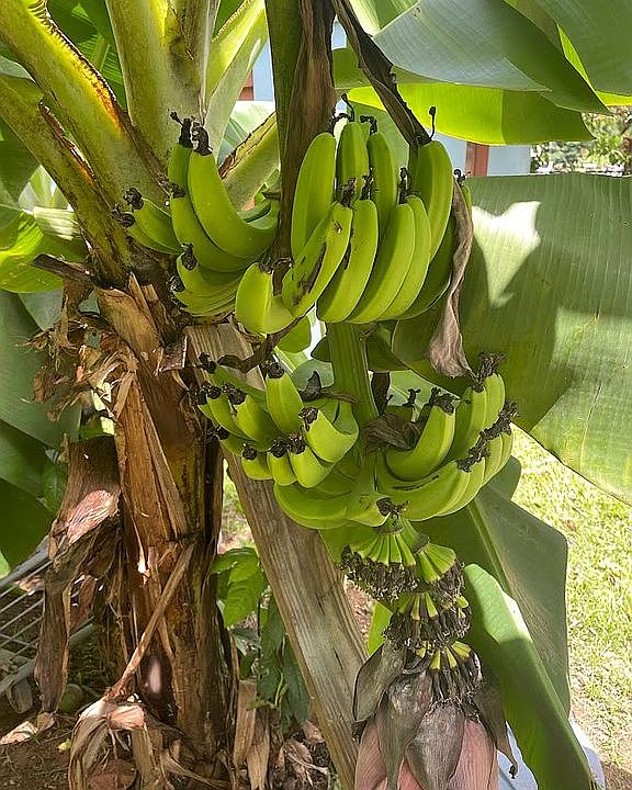 1093 State Highway 115 KM26.9, Aguada, PR 00602 Zillow