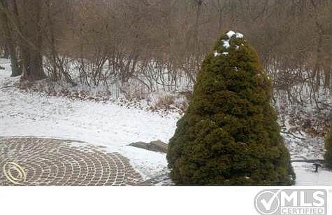 stauch wooded backyard.JPG