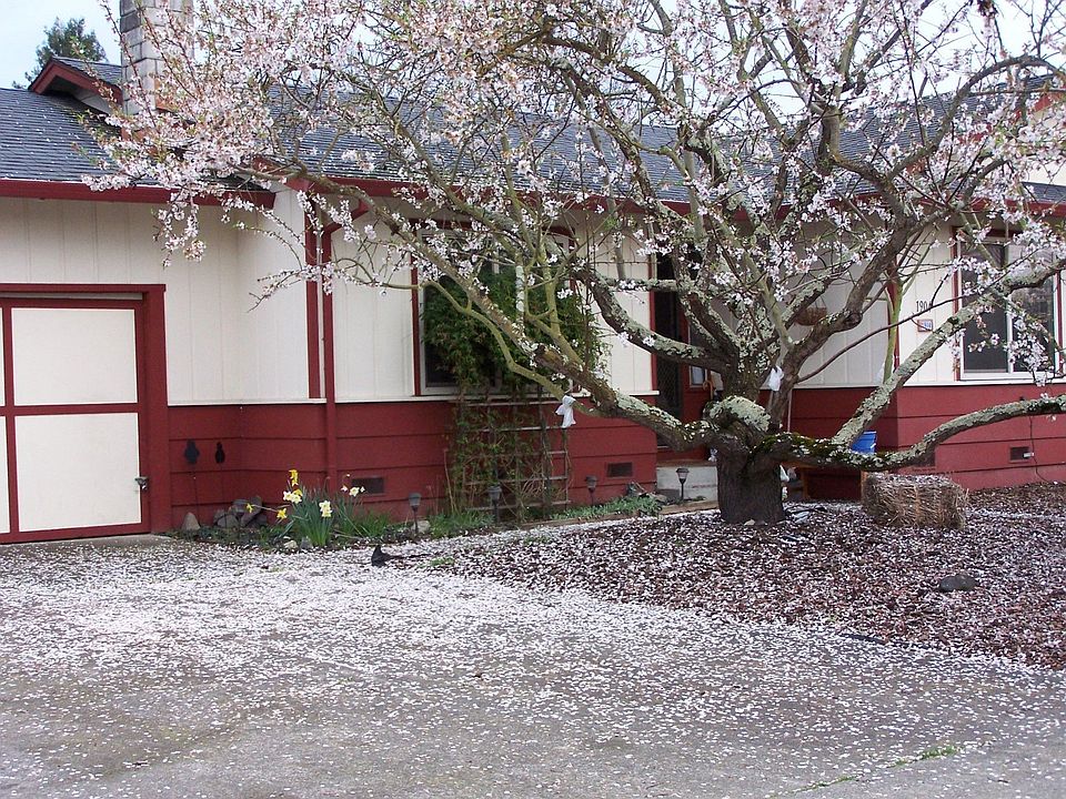 Almond tree in bloom