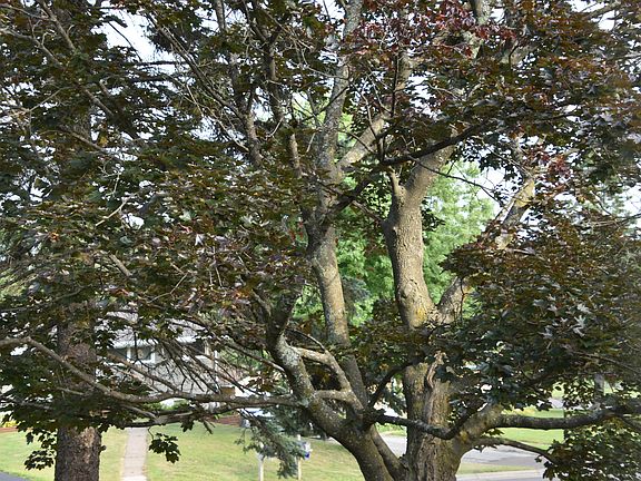Maple tree in front yard