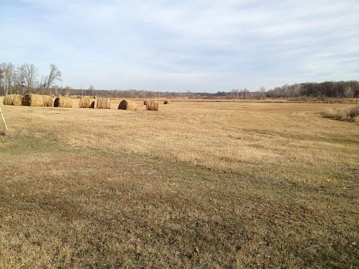 some hay, some trees