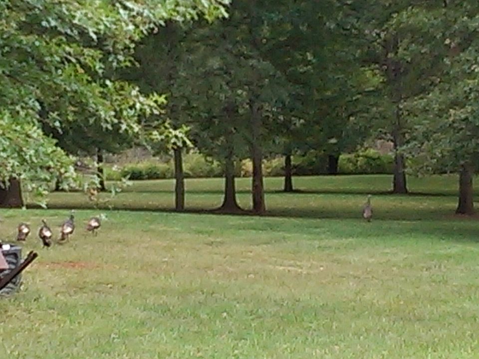 Back yard turkeys