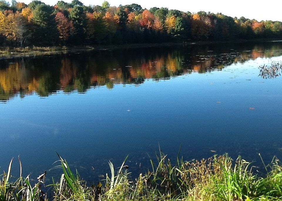 Our pond