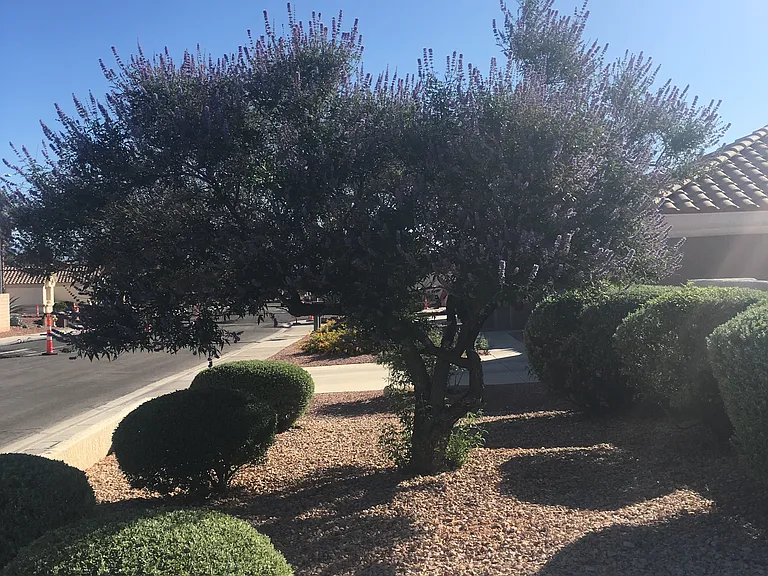 3032 Hidden Treasure Dr — Photo 46