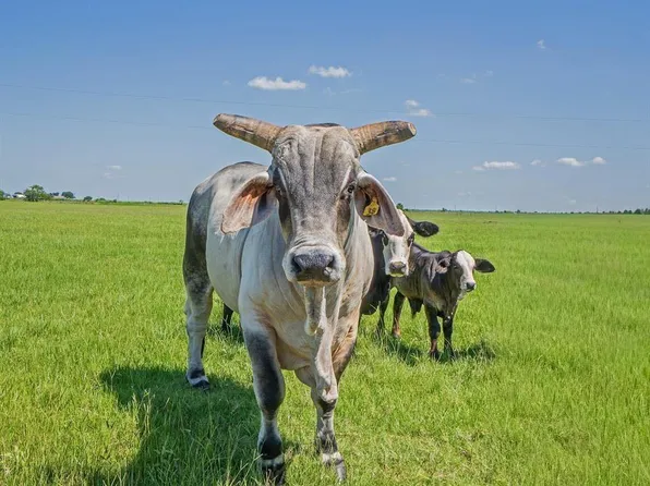 0 County Road 289, East Bernard, TX 77435