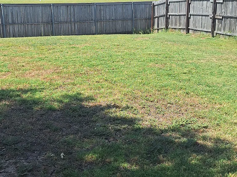 Backyard #1